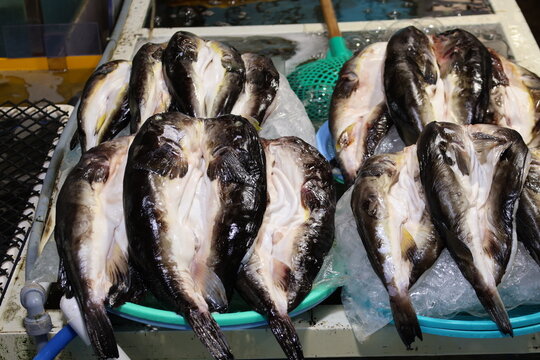 fresh fish blowfish at the market