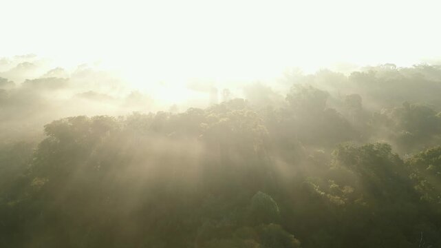 Aerial drone footage of morning mist rising over the Amazon rainforest canopy in Tambopata, Madre de Dios, Peru. Dense tropical jungle landscape covered in fog at sunrise