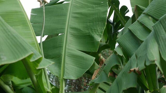 detail of green banana leaf texture with sunlight showing parallel veins and natural pattern in tropical garden