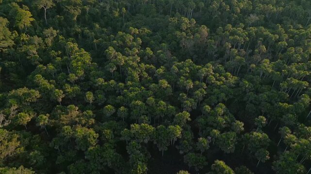Aerial drone footage of morning mist rising over the Amazon rainforest canopy in Tambopata, Madre de Dios, Peru. Dense tropical jungle landscape covered in fog at sunrise