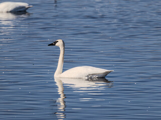 Obraz premium A photo of a Trumpeter Swan (Cygnus buccinator) in its natural habitat.