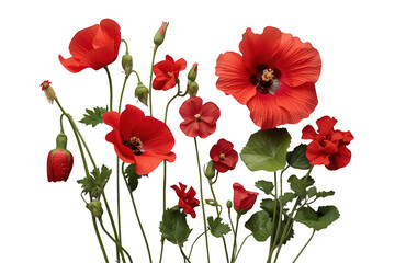 Obraz premium Red poppy flowers, opening buds, and green leaves on a transparent background, depicting growth and nature's beauty