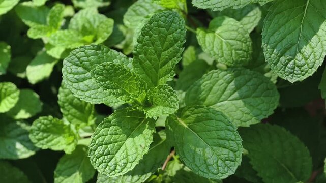 Fresh green mint leaves growing in a dense cluster