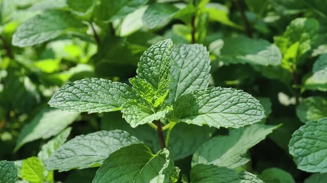Fresh green mint leaves growing in a dense cluster