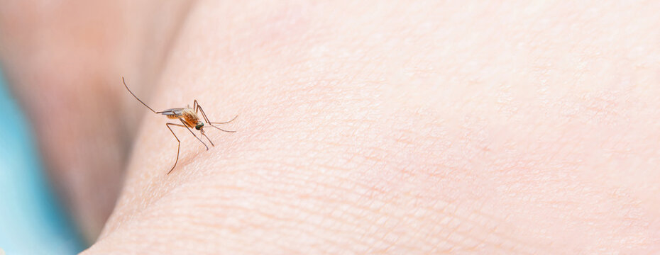 Macro close-up mosquito biting human skin while feeding blood through proboscis, captured in natural light highlighting dangerous disease vector responsible for dengue, malaria,