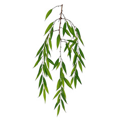 Obraz premium Fresh green bamboo leaves and tropical branches with growth foliage isolated on white background as a nature plant illustration