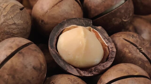 Macadamia nuts both in-shell and shelled