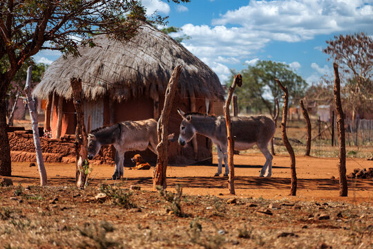 Donkeys and Dog in Front of a Traditional Thatched Rondavel in Botswana