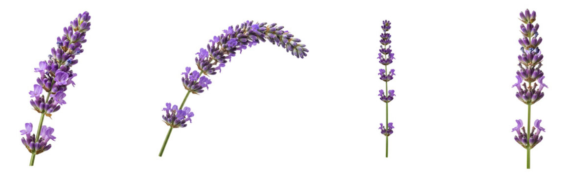 A set of lavender flowers on transparent background