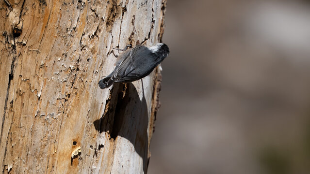 p&aacute;jaro carpintero