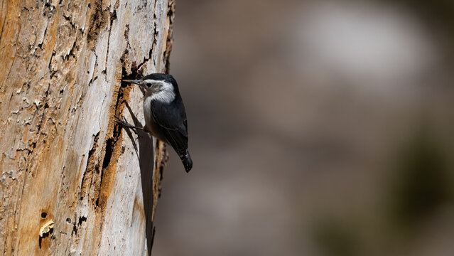 p&aacute;jaro carpintero