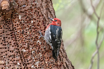 Sap sucker woodpecker © Tracey