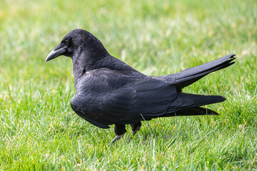 crow on the grass © Tracey
