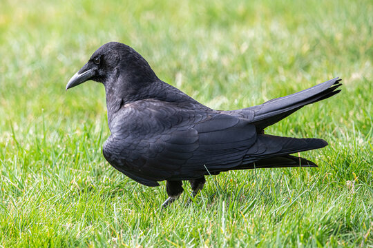 crow on the grass
