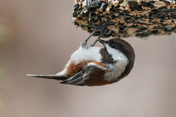  Chickadee  © Tracey
