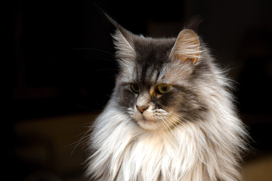 Chat Maine Coon silver sur fond noir