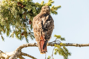 Obraz premium red tailed hawk