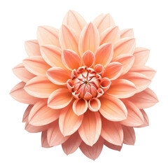 Fototapeta premium Exquisite peach dahlia bloom showcasing delicate petal arrangement and intricate center detail isolated on white background