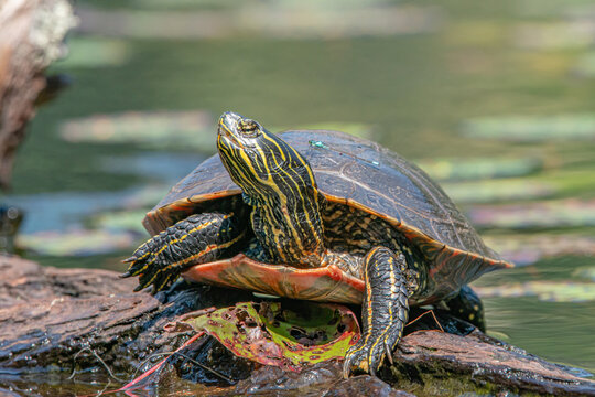 red eared Western painted turtle