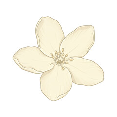 Obraz premium Delicate creamy white flower with five petals and prominent stamens illustration isolated on white background