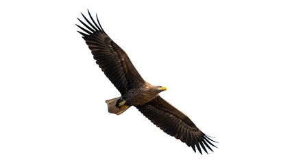 Obraz premium A majestic eagle soars through the air with its wings spread wide