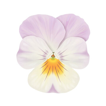 Delicate pastel pansy flower close-up displaying soft hues isolated on white background