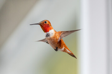 Fototapeta premium hummingbird in flight