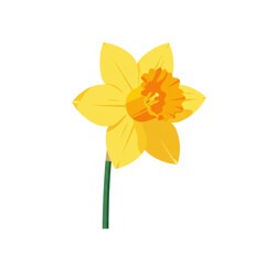 Vibrant yellow daffodil with orange center, spring bloom illustration isolated on white background