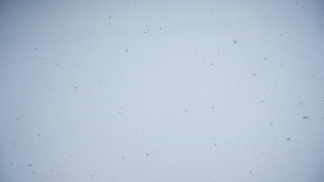 Soft Spring Snowfall Background &ndash; Large Snowflakes Falling from the Sky / 春の牡丹雪 北海道 降雪