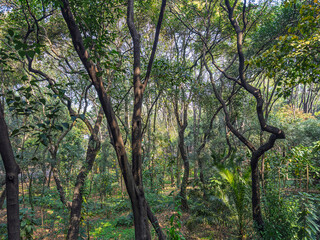 Trees in park Mexico City