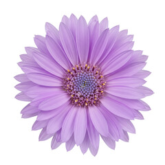 Fototapeta premium Lilac osteospermum flower closeup, detailed petals and center isolated on white background