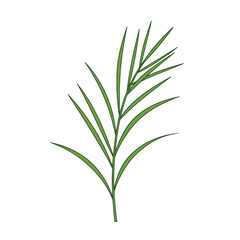 Fototapeta premium Upward angling, green branch with needle-like leaves, a textured, stylized botanical illustration