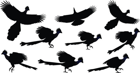 Obraz premium Peacock silhouette collection, flying and walking peafowl bird vector set, exotic wildlife bird silhouettes isolated illustration pack