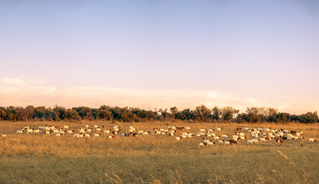 Panoramic view of herd of goats grazing in the field at dusk, Victoria, Australia