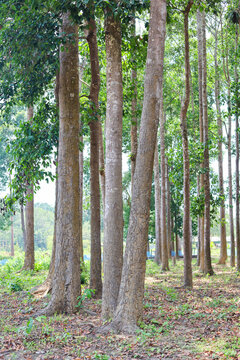 Sal trees forest close up portrait