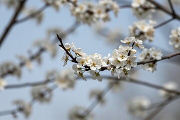 Obraz premium A branch of a tree with white flowers against a blue sky