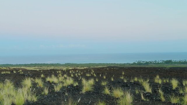 Cenchrus setaceus, crimson fountaingrass, is a C4 perennial bunch grass. near Kiholo Bay, Big Island. Alkalic basalt Lava flows from Hualālai Volcanics. The Belt of Venus (or Venus's Girdle) ,