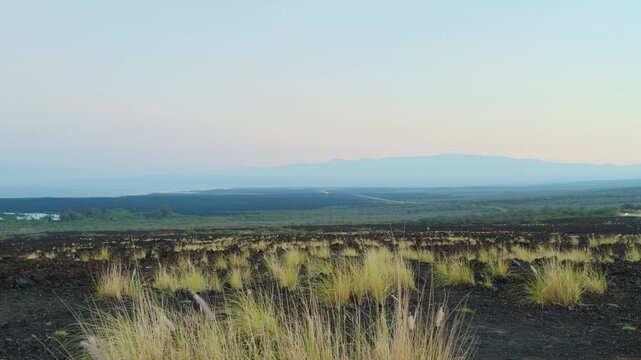 Cenchrus setaceus, crimson fountaingrass. Alkalic basalt Lava flows from Hualālai Volcanics. near Kiholo Bay, Big Island, Hawaii. In the distance is Kohala mountain (Shield volcano).