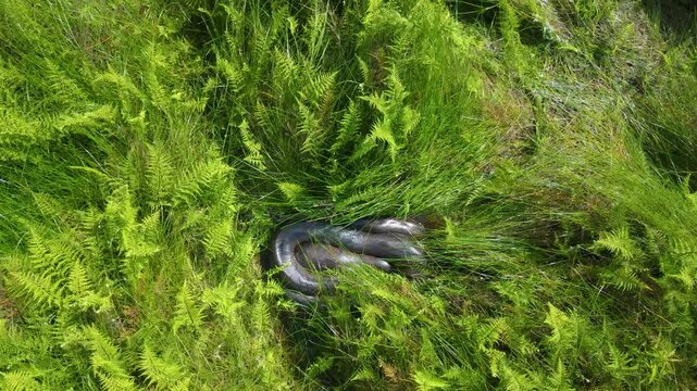 A large anaconda coiled in lush green ferns under bright sunlight. The snake blends with the surroundings in this serene natural habitat.