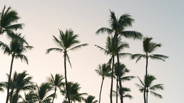 The coconut (Cocos nucifera) is a member of the palm family (Arecaceae) and the only living species of the genus Cocos. Mauna Kea Beach Drive, The Big Island (Hawaiʻi Island). 