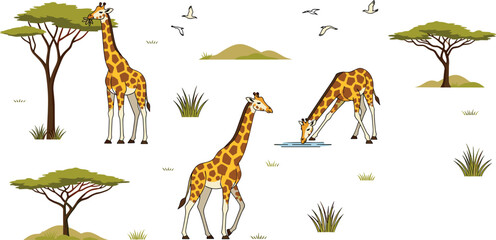 Giraffe poses in African savanna vector set, wildlife safari animals with acacia trees, birds, grass and nature landscape illustration © Lunavera art