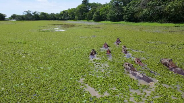 A group of capybaras floats serenely in vibrant green water, surrounded by lush vegetation under a clear sky.