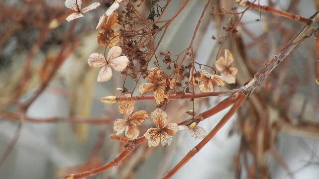 [4K] Withered Climbing Hydrangea (Hydrangea petiolaris) Flowers in Winter Mountain【4K】冬の深山に自生するツルアジサイ（蔓紫陽花）の枯れた花 撮影日：20260311-1

