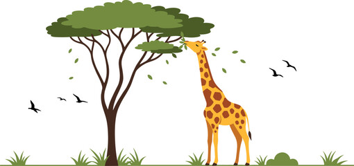 Giraffe eating leaves from acacia tree in African savanna vector illustration, wildlife safari animal scene with birds and grass © Lunavera art