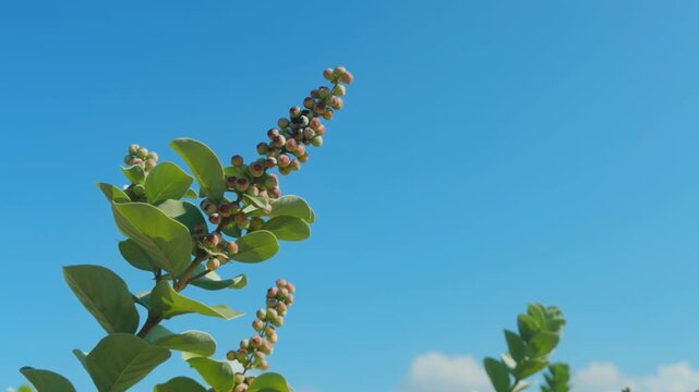 Vitex rotundifolia, the roundleaf chastetree or beach vitex, is a species of flowering plant in the sage family Lamiaceae. Puʻukoholā Heiau National Historic Site,  The Big Island (Hawaiʻi Island).
