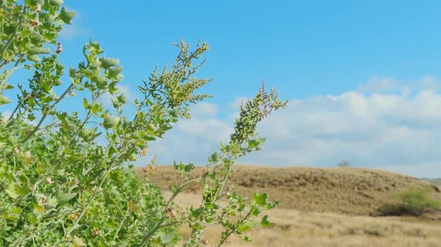Chenopodium oahuense is a species of flowering plant in the amaranth family.  aweoweo, alaweo, alaweo huna. Puʻukoholā Heiau National Historic Site,  The Big Island (Hawaii island)