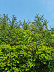 Fototapeta premium Summer forest and blue sky