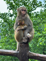 Fototapeta premium A mother wild macaque monkey a hand with her baby macaque another with a packet of snack in Zhangjiajie National Forest Park, Hunan, China