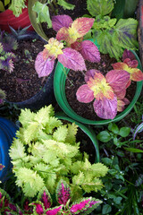 a group of Miana plants with a variety of contrasting leaf colors and beautiful patterns, ranging from dark purple with bright green spots, yellowish green, to a combination of pink and green © Abu Tami
