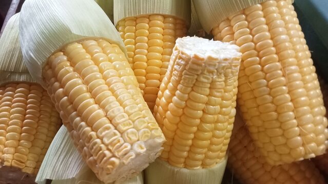 Fresh Sweet Corn Cobs Close Up With Peeled Husk